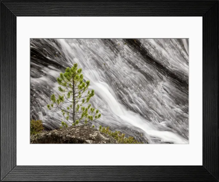 Framed Print : Small pine tree and Gibbon Falls, Yellowstone National Park, Wyoming Date: 06-10-2021