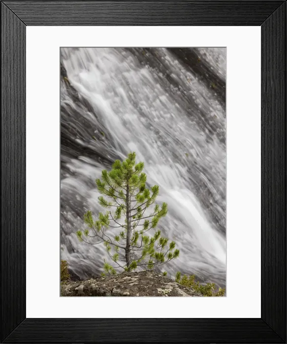 Framed Print : Small pine tree and Gibbon Falls, Yellowstone National Park, Wyoming Date: 06-10-2021 Framed Print : Small pine tree and Gibbon Falls, Yellowstone National Park, Wyoming Date: 06-10-2021