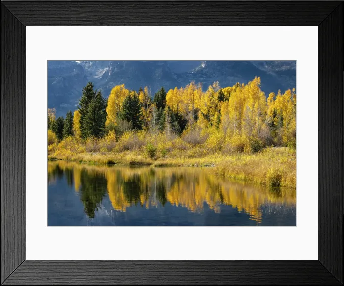 Framed Print : Autumn cottonwood trees reflecting on beaver pond, Schwabacher Landing, Grand Teton National Park, Wyoming Date: 29-09-2021 Framed Print : Autumn cottonwood trees reflecting on beaver pond, Schwabacher Landing, Grand Teton National Park, Wyoming Date: 29-09-2021