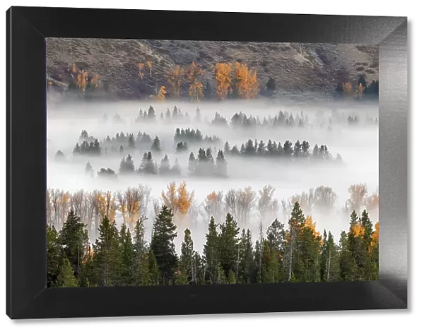 Elevated view of aspen and cottonwood trees in morning mist along Snake River, Grand Teton National Park, Wyoming Date: 30-09-2021