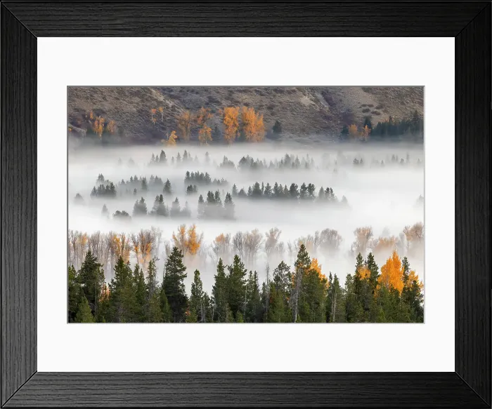 Framed Print : Elevated view of aspen and cottonwood trees in morning mist along Snake River, Grand Teton National Park, Wyoming Date: 30-09-2021 Framed Print : Elevated view of aspen and cottonwood trees in morning mist along Snake River, Grand Teton National Park, Wyoming Date: 30-09-2021