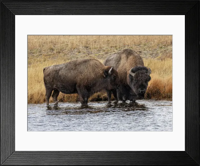 Framed Print : American Bison. Yellowstone National Park, Wyoming Date: 09-10-2021