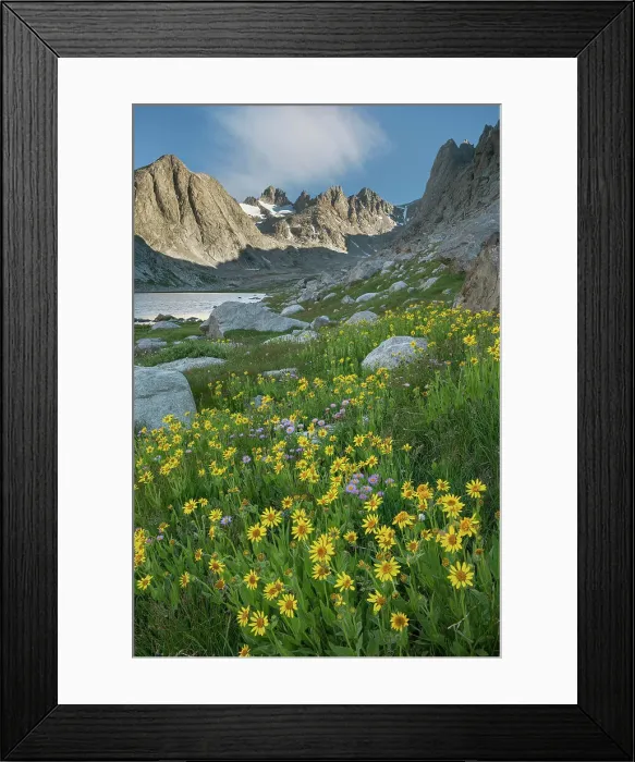 Framed Print : Field of Narrowleaf Arnica, Titcomb Basin, Bridger Wilderness, Wind River Range, Wyoming. Date: 25-08-2019 Framed Print : Field of Narrowleaf Arnica, Titcomb Basin, Bridger Wilderness, Wind River Range, Wyoming. Date: 25-08-2019