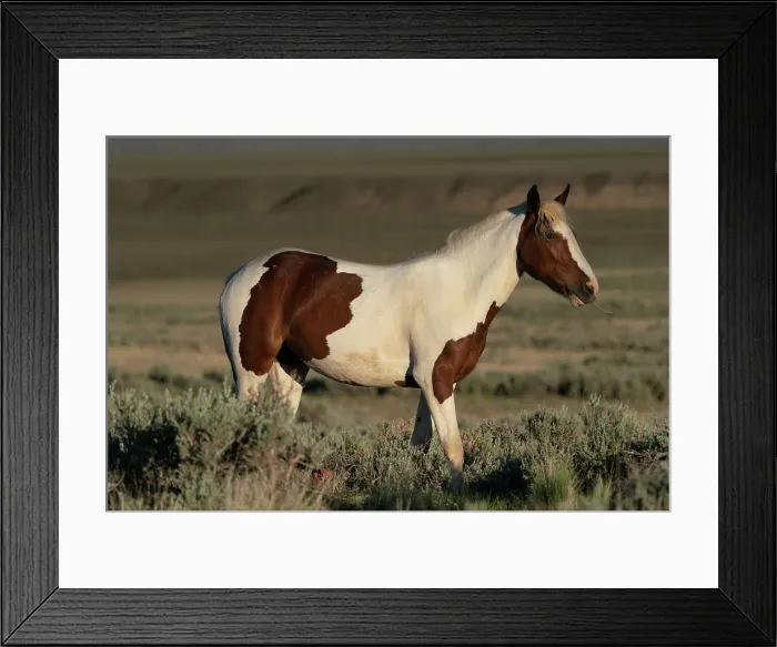 Framed Print : USA, Wyoming. Wild stallion stands in desert sage brush. Date: 06-06-2021 Framed Print : USA, Wyoming. Wild stallion stands in desert sage brush. Date: 06-06-2021
