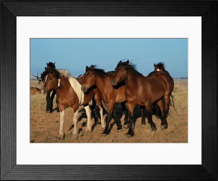 Framed Print : USA, Wyoming. Close-up of wild horses walking in desert. Date: 06-06-2021 Framed Print : USA, Wyoming. Close-up of wild horses walking in desert. Date: 06-06-2021