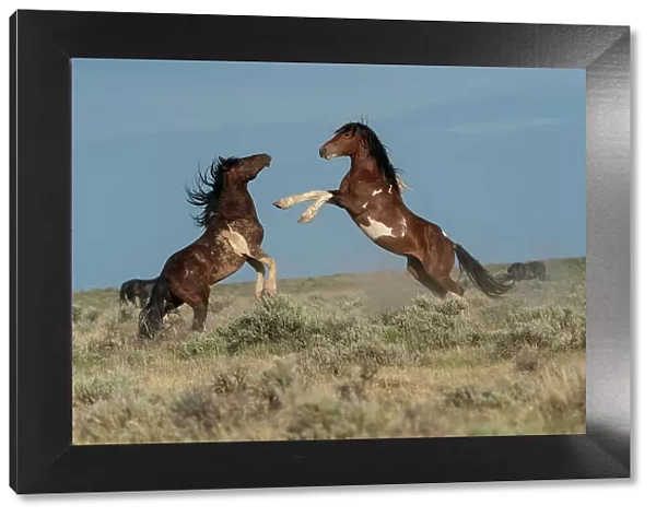 USA, Wyoming. Wild horse stallions fighting. Date: 08-06-2021
