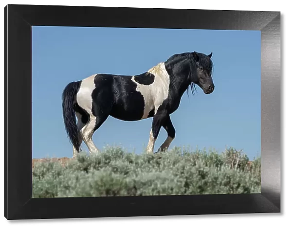 USA, Wyoming. Wild stallion stands in desert sage brush. Date: 09-06-2021
