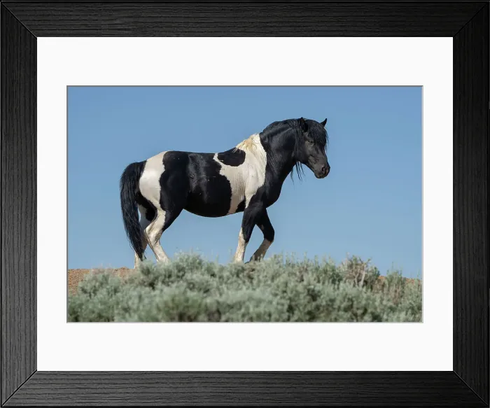 Framed Print : USA, Wyoming. Wild stallion stands in desert sage brush. Date: 09-06-2021 Framed Print : USA, Wyoming. Wild stallion stands in desert sage brush. Date: 09-06-2021