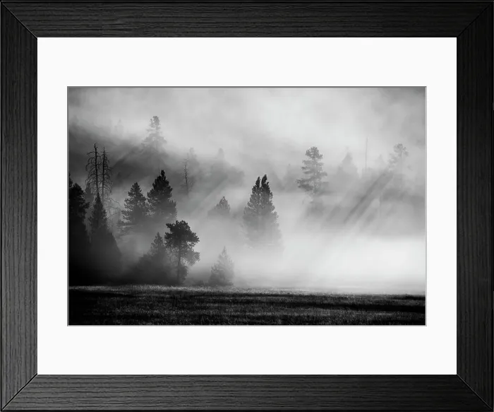 Framed Print : USA, Wyoming, Yellowstone National Park. Early morning fog with light rays through the trees. Date: 08-10-2020 Framed Print : USA, Wyoming, Yellowstone National Park. Early morning fog with light rays through the trees. Date: 08-10-2020