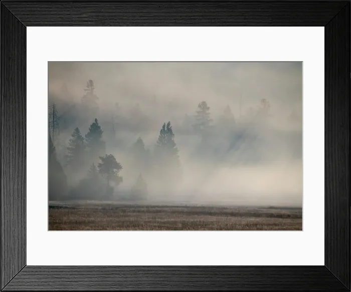 Framed Print : USA, Wyoming, Yellowstone National Park. Early morning fog with light rays through the trees. Date: 08-10-2020 Framed Print : USA, Wyoming, Yellowstone National Park. Early morning fog with light rays through the trees. Date: 08-10-2020