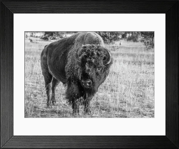 Framed Print : USA, Wyoming, Yellowstone National Park, Upper Geyser Basin. Lone male American bison, aka buffalo with eary morning fall frost. Date: 08-10-2020 Framed Print : USA, Wyoming, Yellowstone National Park, Upper Geyser Basin. Lone male American bison, aka buffalo with eary morning fall frost. Date: 08-10-2020