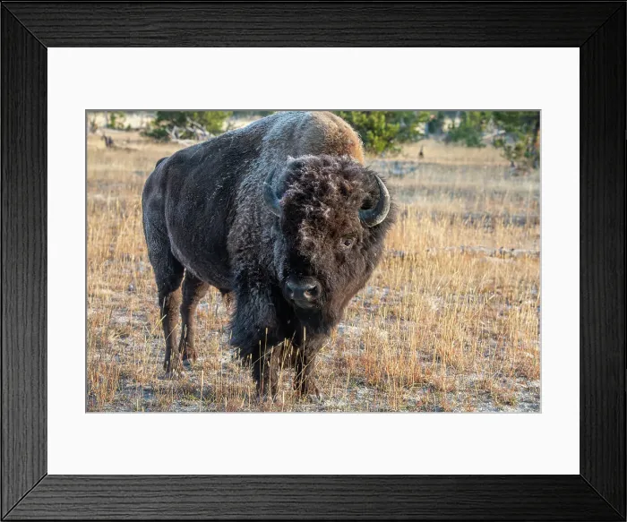 Framed Print : USA, Wyoming, Yellowstone National Park, Upper Geyser Basin. Lone male American bison, aka buffalo with eary morning fall frost. Date: 08-10-2020 Framed Print : USA, Wyoming, Yellowstone National Park, Upper Geyser Basin. Lone male American bison, aka buffalo with eary morning fall frost. Date: 08-10-2020