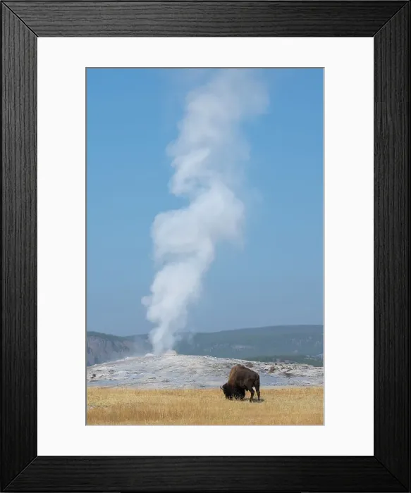 Framed Print : USA, Wyoming, Yellowstone National Park, Upper Geyser Basin. Lone male American bison, aka buffalo, in front of Old Faithful Geyser. Date: 08-10-2020 Framed Print : USA, Wyoming, Yellowstone National Park, Upper Geyser Basin. Lone male American bison, aka buffalo, in front of Old Faithful Geyser. Date: 08-10-2020