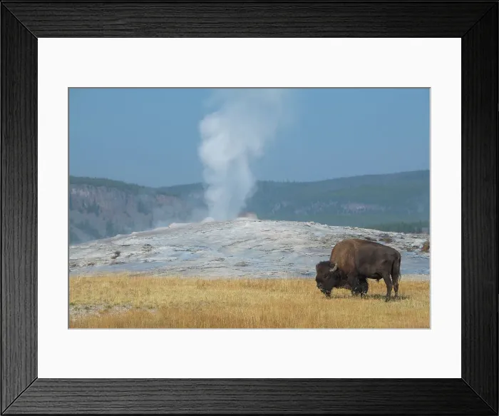 Framed Print : USA, Wyoming, Yellowstone National Park, Upper Geyser Basin. Lone male American bison, aka buffalo, in front of Old Faithful Geyser. Date: 08-10-2020 Framed Print : USA, Wyoming, Yellowstone National Park, Upper Geyser Basin. Lone male American bison, aka buffalo, in front of Old Faithful Geyser. Date: 08-10-2020
