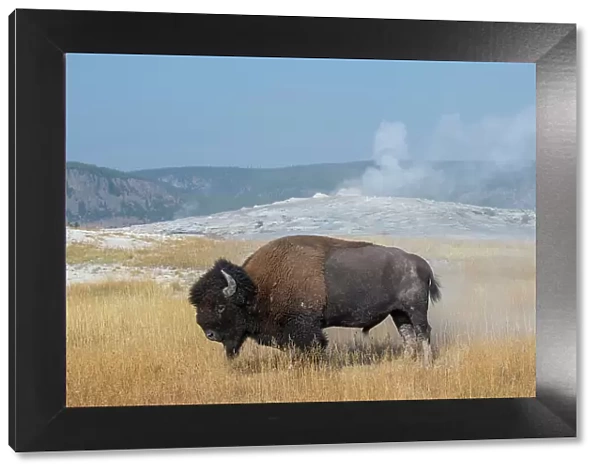 USA, Wyoming, Yellowstone National Park, Upper Geyser Basin. Lone male American bison, aka buffalo right after a dust bath, in front of Old Faithful Geyser. Date: 08-10-2020