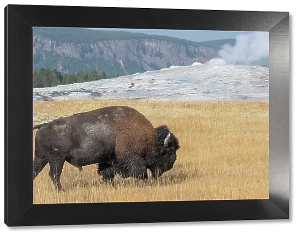 USA, Wyoming, Yellowstone National Park, Upper Geyser Basin. Lone male American bison, aka buffalo, in front of Old Faithful Geyser. Date: 08-10-2020
