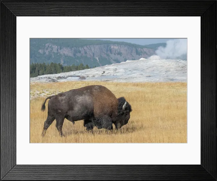 Framed Print : USA, Wyoming, Yellowstone National Park, Upper Geyser Basin. Lone male American bison, aka buffalo, in front of Old Faithful Geyser. Date: 08-10-2020 Framed Print : USA, Wyoming, Yellowstone National Park, Upper Geyser Basin. Lone male American bison, aka buffalo, in front of Old Faithful Geyser. Date: 08-10-2020