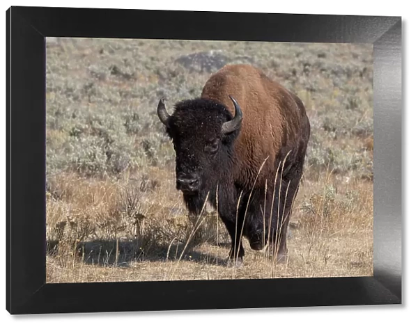 USA, Wyoming, Yellowstone National Park, Lamar Valley. American bison Date: 09-10-2020