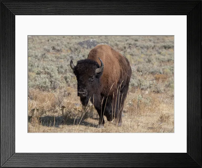 Framed Print : USA, Wyoming, Yellowstone National Park, Lamar Valley. American bison Date: 09-10-2020 Framed Print : USA, Wyoming, Yellowstone National Park, Lamar Valley. American bison Date: 09-10-2020
