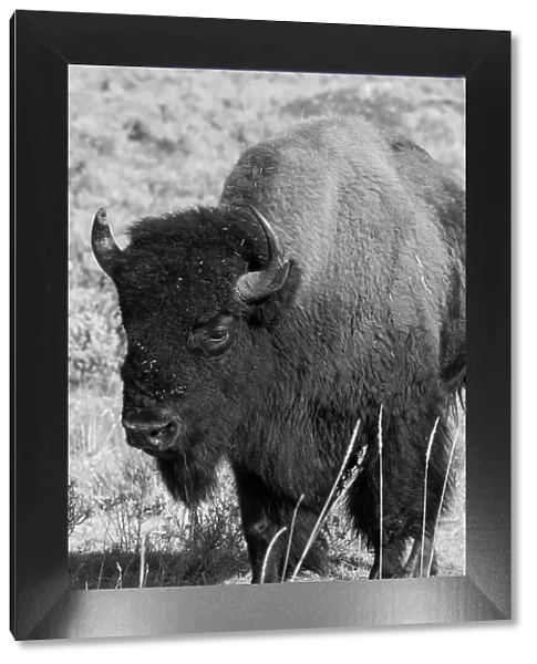 USA, Wyoming, Yellowstone National Park, Lamar Valley. Male American bison Date: 09-10-2020
