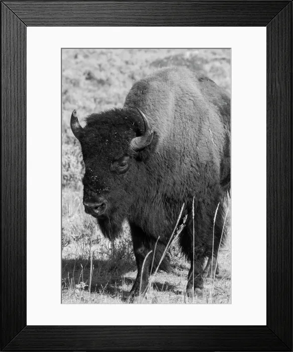 Framed Print : USA, Wyoming, Yellowstone National Park, Lamar Valley. Male American bison Date: 09-10-2020 Framed Print : USA, Wyoming, Yellowstone National Park, Lamar Valley. Male American bison Date: 09-10-2020