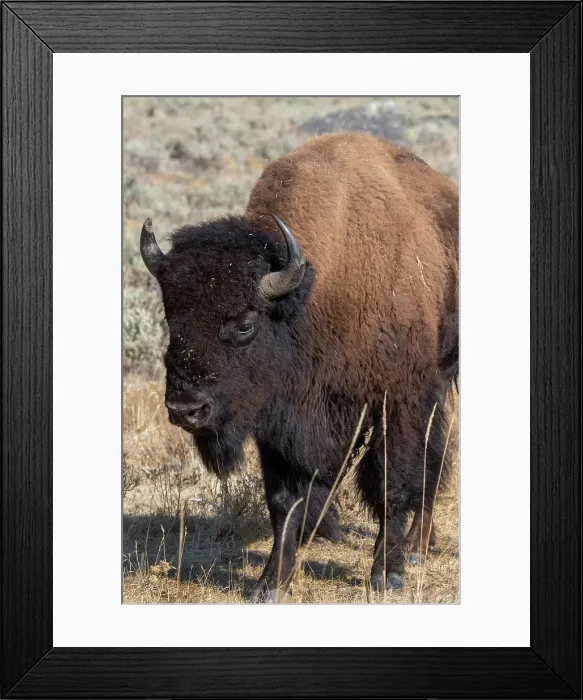 Framed Print : USA, Wyoming, Yellowstone National Park, Lamar Valley. Male American bison Date: 09-10-2020 Framed Print : USA, Wyoming, Yellowstone National Park, Lamar Valley. Male American bison Date: 09-10-2020