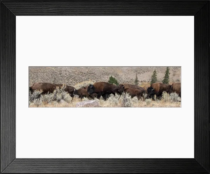 Framed Print : USA, Wyoming, Yellowstone National Park, Lamar Valley. Herd of American bison Date: 09-10-2020 Framed Print : USA, Wyoming, Yellowstone National Park, Lamar Valley. Herd of American bison Date: 09-10-2020