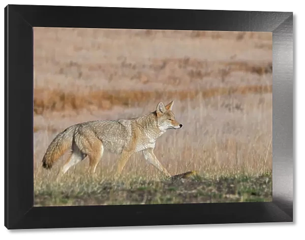 USA, Wyoming, Yellowstone National Park, Biscuit Basin. Coyote Date: 10-10-2020