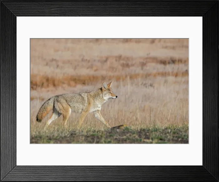 Framed Print : USA, Wyoming, Yellowstone National Park, Biscuit Basin. Coyote Date: 10-10-2020 Framed Print : USA, Wyoming, Yellowstone National Park, Biscuit Basin. Coyote Date: 10-10-2020