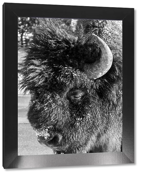 USA, Wyoming, Yellowstone National Park. Lone male American bison, aka buffalo with frost on face. Head detail, Date: 11-10-2020