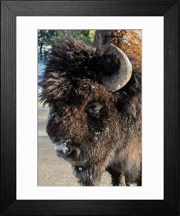 Framed Print : USA, Wyoming, Yellowstone National Park. Lone male American bison, aka buffalo with frost on face. Head detail. Date: 11-10-2020 Framed Print : USA, Wyoming, Yellowstone National Park. Lone male American bison, aka buffalo with frost on face. Head detail. Date: 11-10-2020