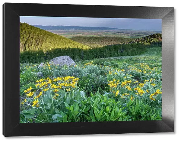 USA, Wyoming. Arrowleaf balsamroot wildflowers in meadow, summer, Caribou-Targhee National Forest Date: 10-07-2019