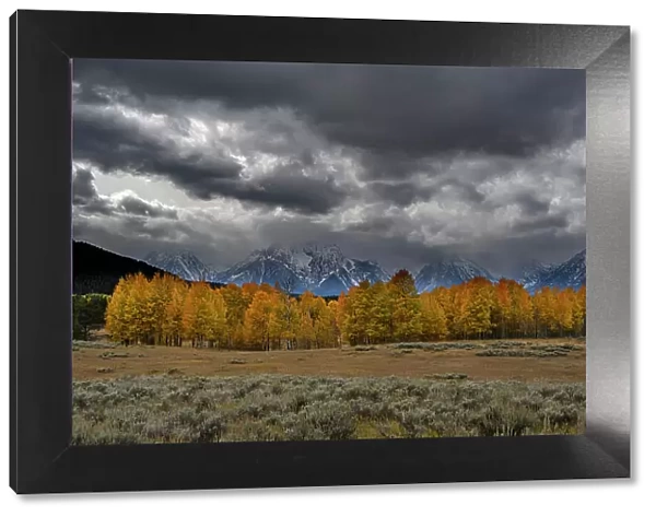 USA, Wyoming. Landscape of Golden Aspen Trees and snowy peaks, Grand Teton National Park Date: 05-10-2019
