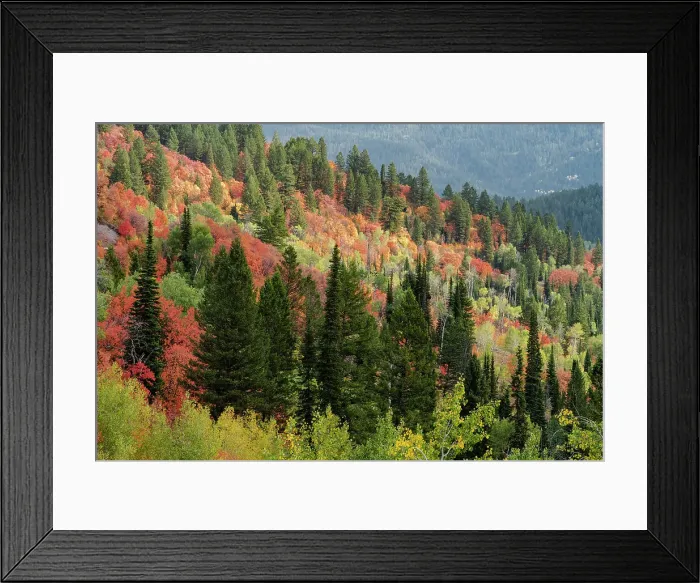 Framed Print : USA, Wyoming. Colorful autumn foliage of the Caribou-Targhee National Forest. Date: 22-09-2020 Framed Print : USA, Wyoming. Colorful autumn foliage of the Caribou-Targhee National Forest. Date: 22-09-2020