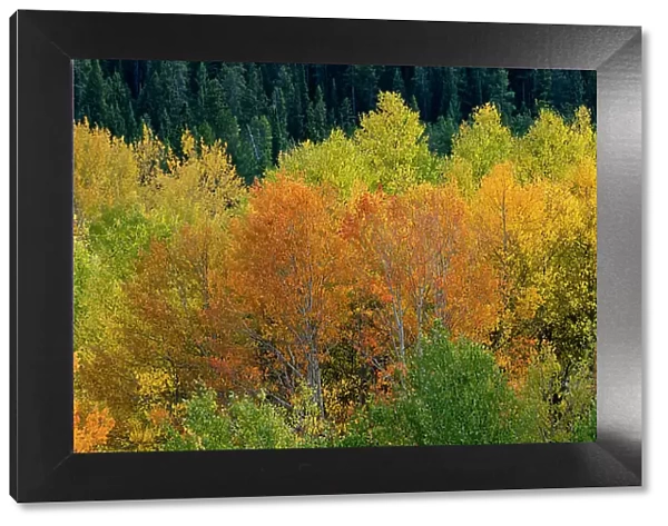 USA, Wyoming. Autumn aspen, Grand Teton National Park. Date: 26-09-2020