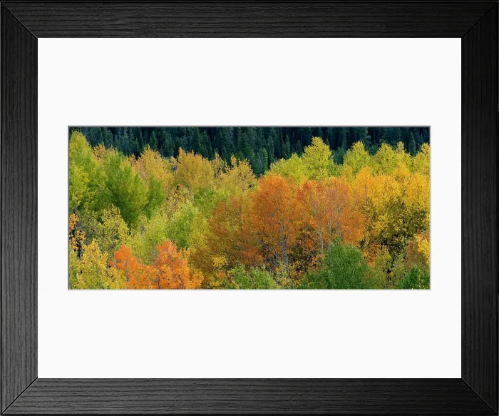 Framed Print : USA, Wyoming. Autumn aspen, Grand Teton National Park. Date: 26-09-2020 Framed Print : USA, Wyoming. Autumn aspen, Grand Teton National Park. Date: 26-09-2020