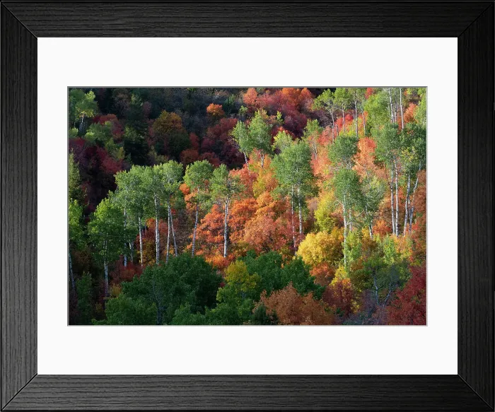 Framed Print : USA, Wyoming. Colorful autumn foliage of the Caribou-Targhee National Forest. Date: 20-09-2020 Framed Print : USA, Wyoming. Colorful autumn foliage of the Caribou-Targhee National Forest. Date: 20-09-2020
