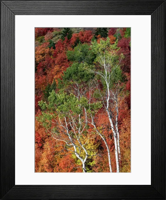 Framed Print : USA, Wyoming. Colorful autumn foliage of the Caribou-Targhee National Forest. Date: 20-09-2020 Framed Print : USA, Wyoming. Colorful autumn foliage of the Caribou-Targhee National Forest. Date: 20-09-2020