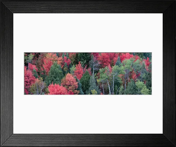Framed Print : USA, Wyoming. Colorful autumn foliage of the Caribou-Targhee National Forest. Date: 20-09-2020 Framed Print : USA, Wyoming. Colorful autumn foliage of the Caribou-Targhee National Forest. Date: 20-09-2020