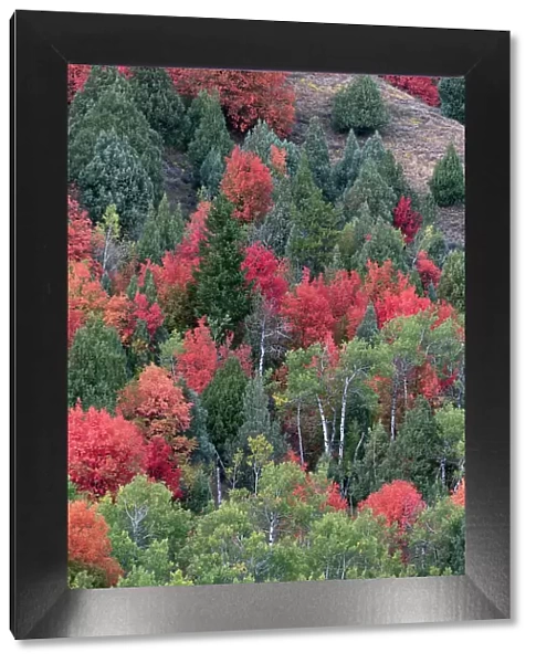 USA, Wyoming. Colorful autumn foliage of the Caribou-Targhee National Forest. Date: 20-09-2020