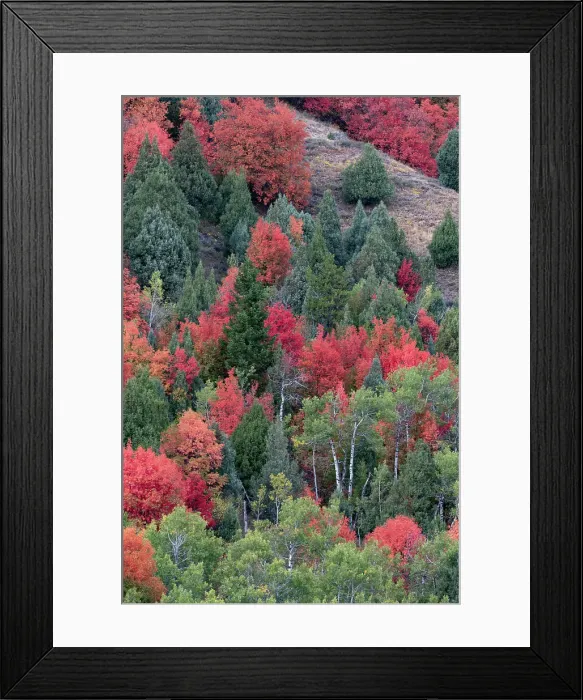 Framed Print : USA, Wyoming. Colorful autumn foliage of the Caribou-Targhee National Forest. Date: 20-09-2020 Framed Print : USA, Wyoming. Colorful autumn foliage of the Caribou-Targhee National Forest. Date: 20-09-2020