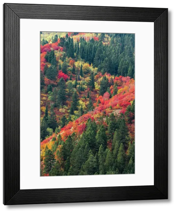 Framed Print : USA, Wyoming. Colorful autumn foliage of the Caribou-Targhee National Forest. Date: 22-09-2020 Framed Print : USA, Wyoming. Colorful autumn foliage of the Caribou-Targhee National Forest. Date: 22-09-2020