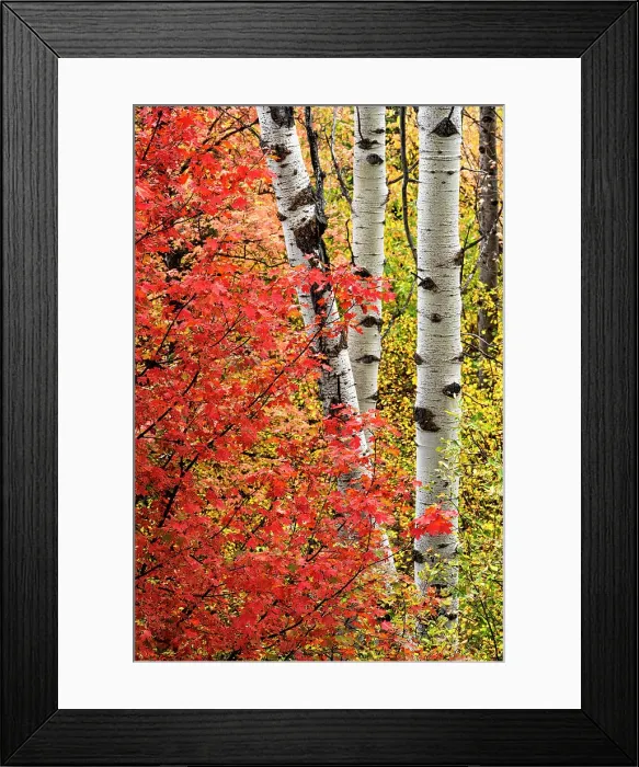 Framed Print : USA, Wyoming. Colorful autumn foliage of the Caribou-Targhee National Forest. Date: 22-09-2020 Framed Print : USA, Wyoming. Colorful autumn foliage of the Caribou-Targhee National Forest. Date: 22-09-2020