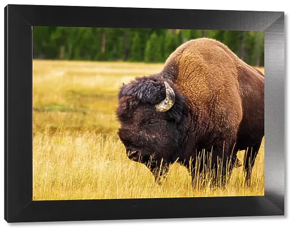 Bison, Yellowstone National Park, Wyoming, USA. Date: 25-05-2021