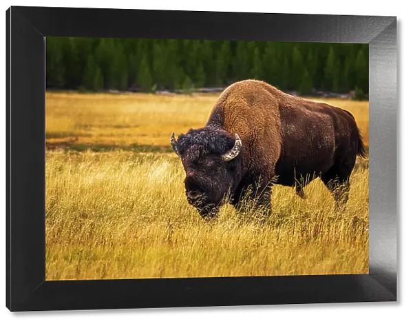 Bison, Yellowstone National Park, Wyoming, USA. Date: 25-05-2021