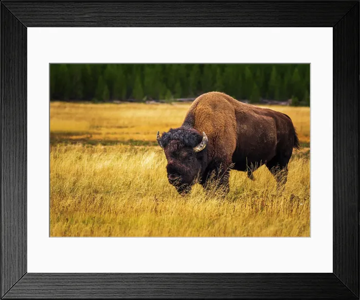 Framed Print : Bison, Yellowstone National Park, Wyoming, USA. Date: 25-05-2021 Framed Print : Bison, Yellowstone National Park, Wyoming, USA. Date: 25-05-2021