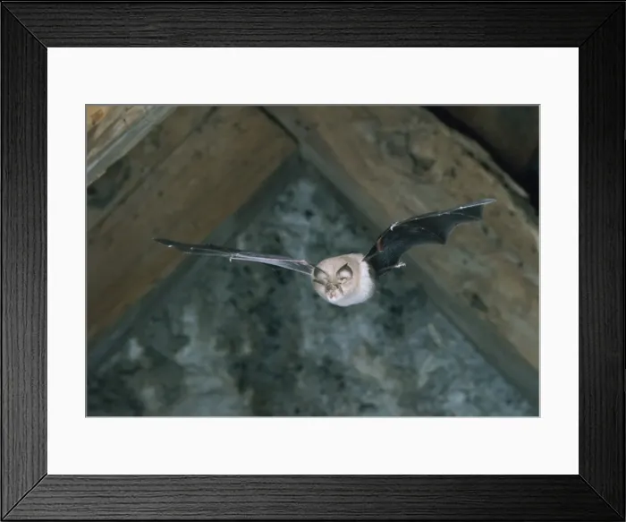 Framed Print : Lesser Horseshoe Bat Framed Print : Lesser Horseshoe Bat