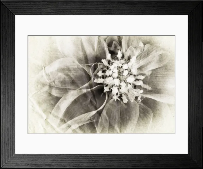 Framed Print : Dahlia Digital Manipulation: turned B&W, aged Framed Print : Dahlia Digital Manipulation: turned B&W, aged