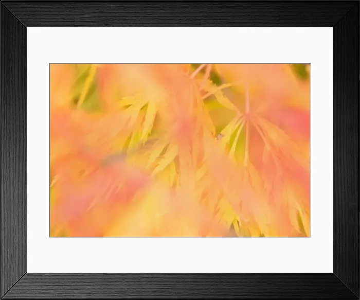 Framed Print : Ornamental maple - yellow and red coloured ornamental maple leaves in autumn - Baden-Wuerttenberg, Germany Framed Print : Ornamental maple - yellow and red coloured ornamental maple leaves in autumn - Baden-Wuerttenberg, Germany