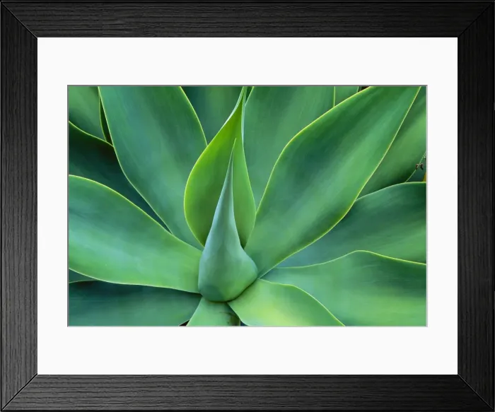 Framed Print : Agave Leaves - Central America JPF36940 Framed Print : Agave Leaves - Central America JPF36940